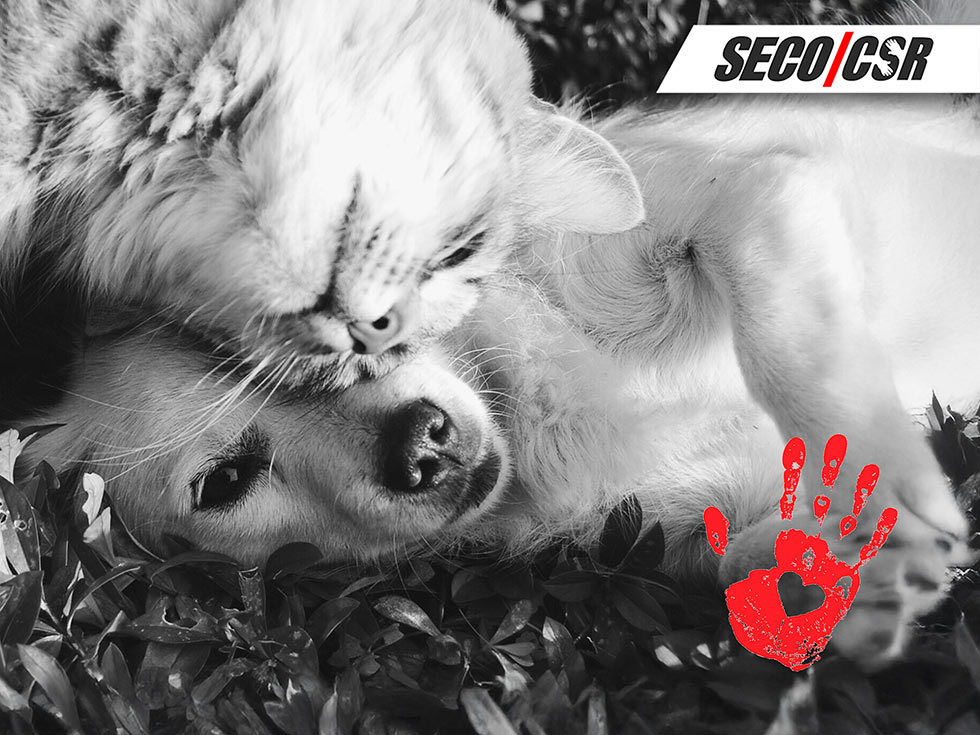 Pomoc dla schroniska dla zwierząt